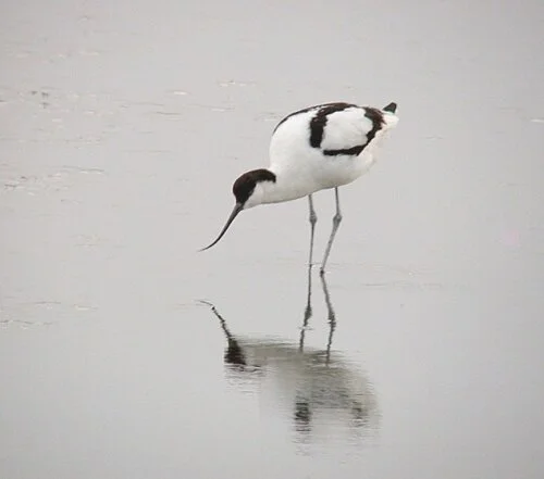 Avocet LEree 7Jan10 a ps.jpg