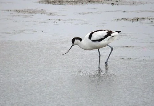 Avocet LEree 7Jan10 d ps.jpg