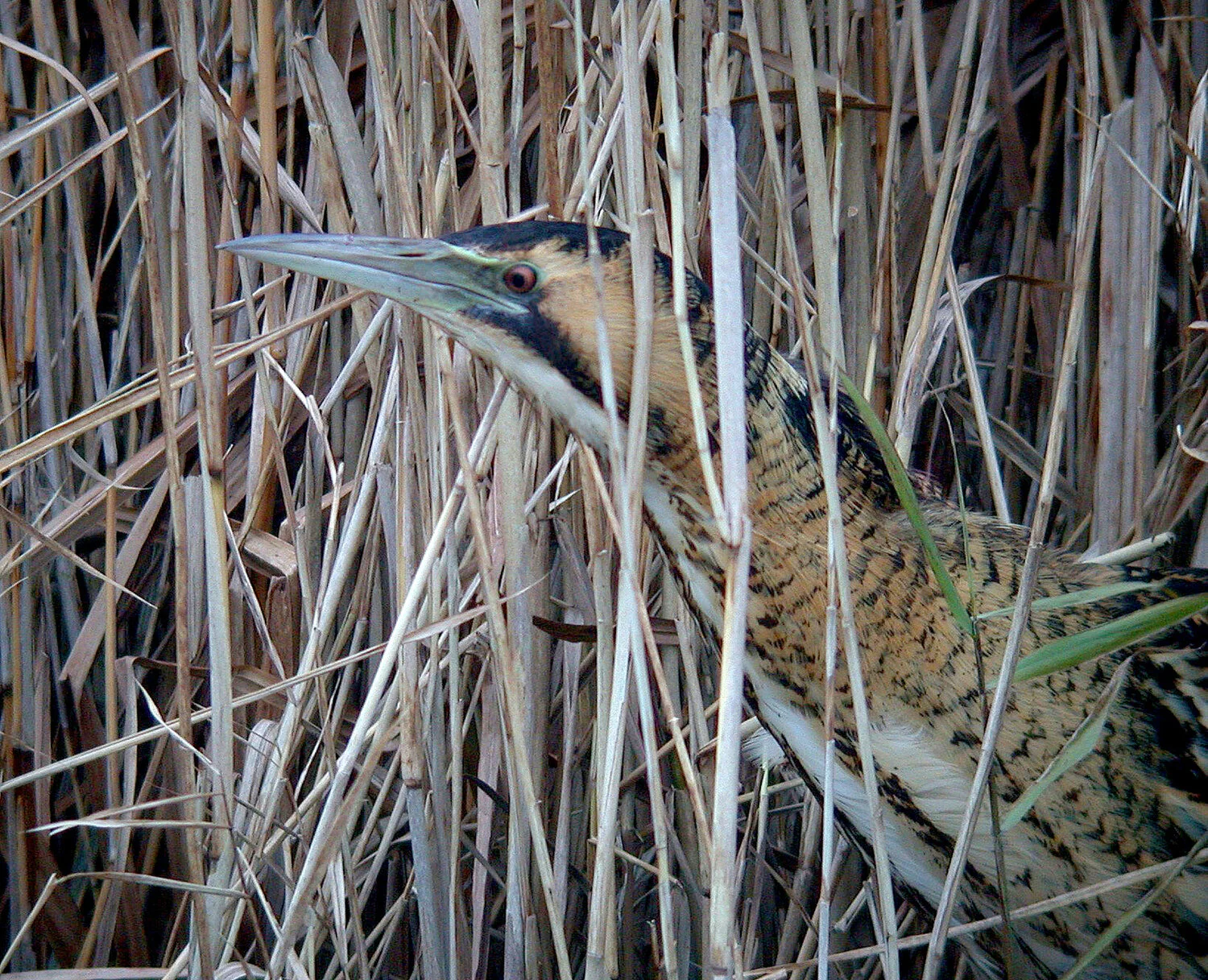 Bittern GPre 28Dec10 c ps reed ps.jpg