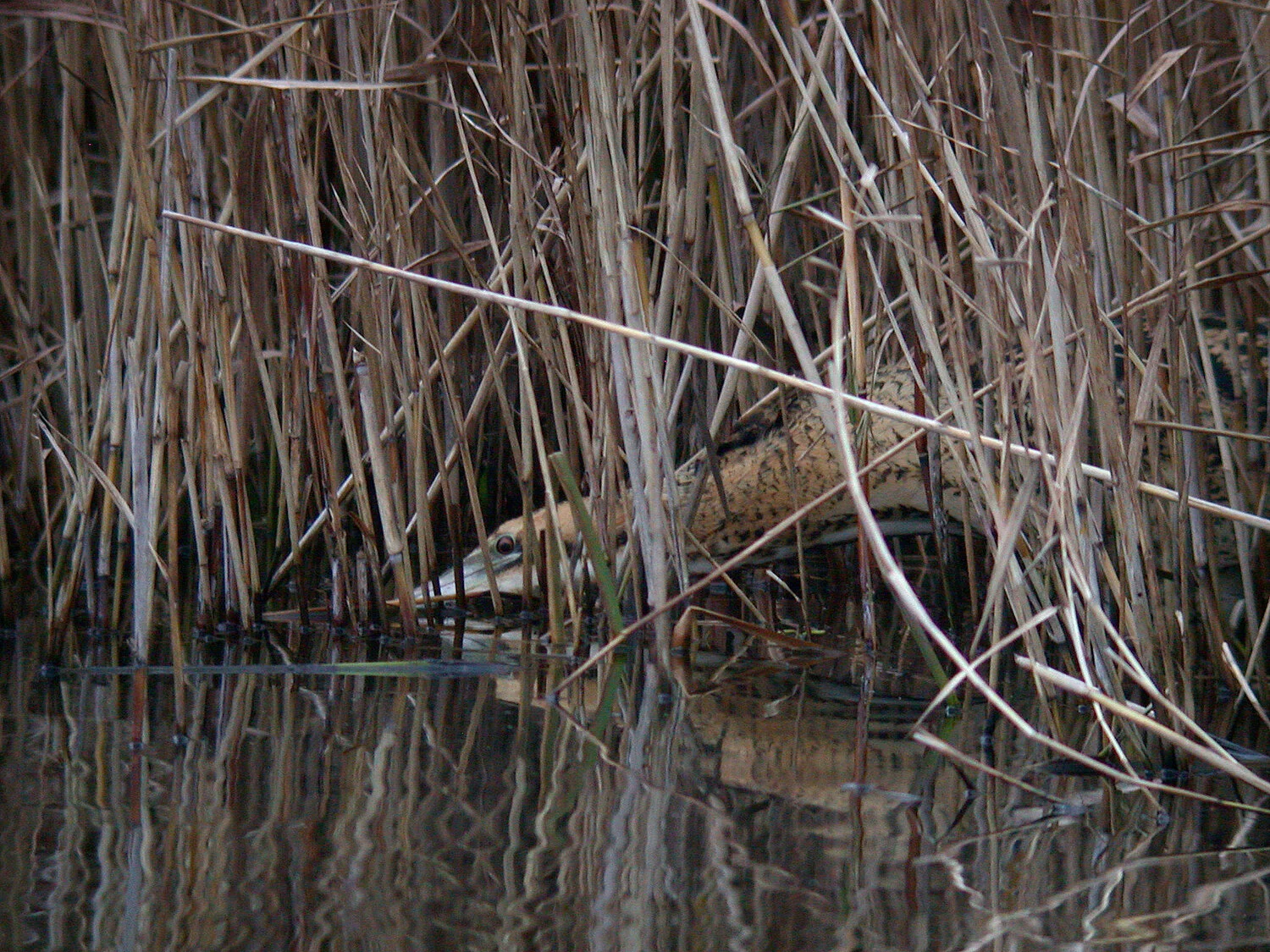 Bittern GPre 28Dec10 d.JPG