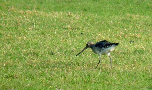 Black-tailed%20Godwit%20OldAero%2020Jan10.jpg