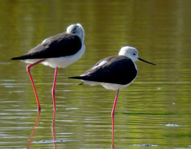 Black-winged Stilt CM 2Jun10 a ps.jpg