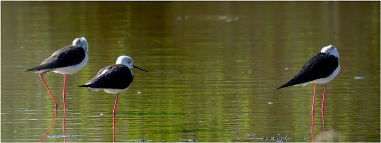 Black-winged Stilt CM 2Jun10 bc composite ps.jpg