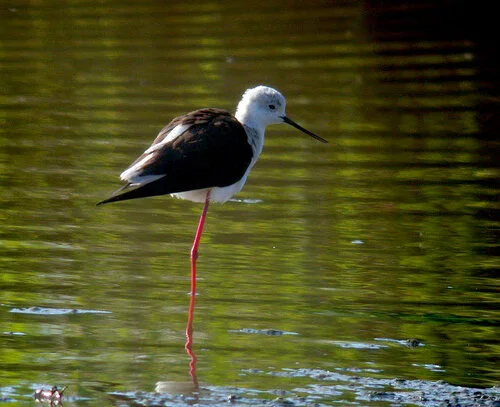 Black-winged Stilt CM 2Jun10 e ps.jpg