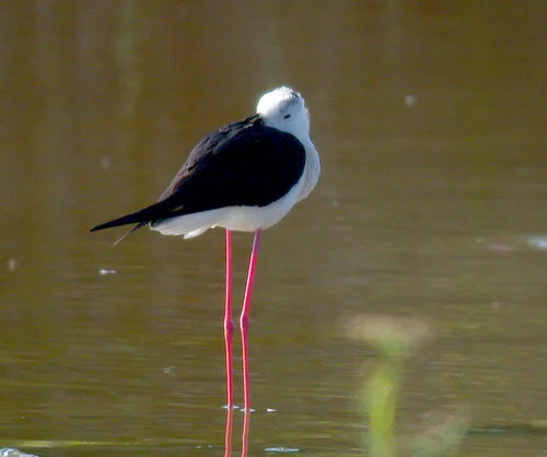 Black-winged Stilt CM 2Jun10 h ps.jpg