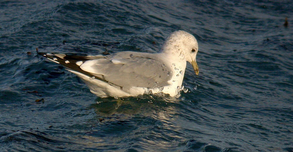 Common Gull Chouet 24Dec10 b.JPG