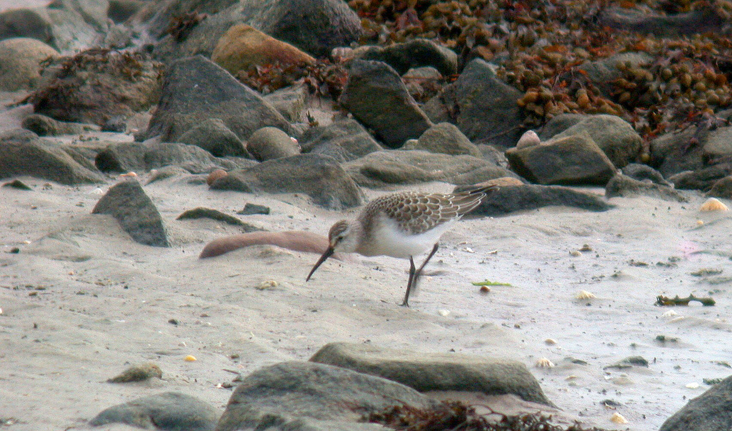 Curlew Sandpiper Pulias 20Sep10 c.JPG