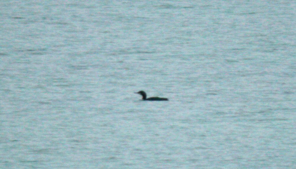 diver GHA 3Jan10 MPL.JPG