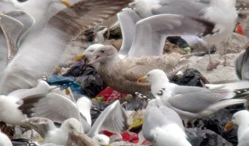 Glaucous%20Gull%20Chouet%2019Feb09%20B.jpg