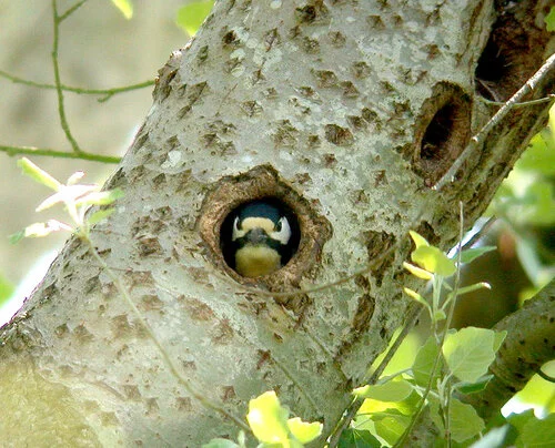 Great Spotted Woodpecker Talbot 21May10 b ps.jpg