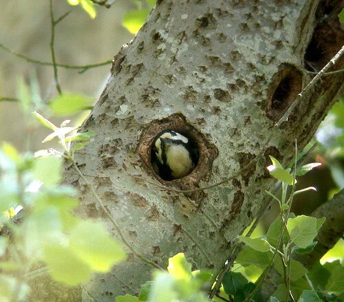 Great Spotted Woodpecker Talbot 21May10 c ps.jpg