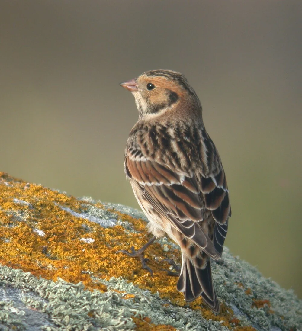 Lapland Bunting Pulias 13Sep10 c.JPG