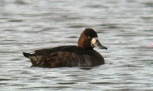Lesser%20Scaup%20Jan.jpg