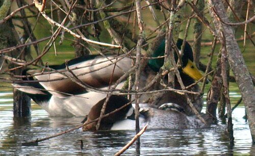 Lesser%20Scaup%20Jan2.jpg