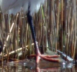 LittleEgret%20pink2.jpg