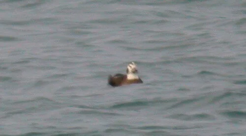 Long-tailed Duck Pembroke 28Dec10 a.JPG