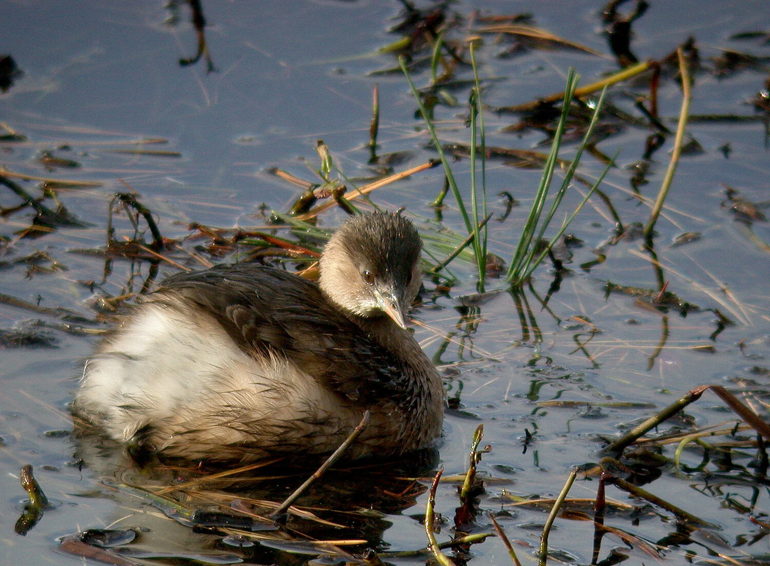 Little Grebe Reser 17Nov10 c.JPG