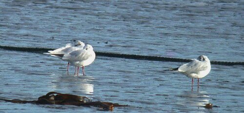 Med%20Gull%20Rousse%205Feb10.jpg