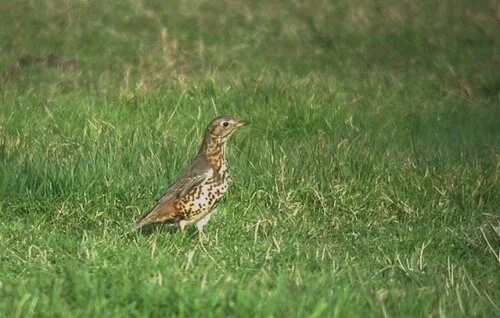 Mistle%20Thrush.jpg