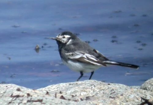 mystery wagtail LEree 23Apr10 a.JPG