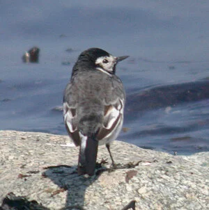 mystery wagtail LEree 23Apr10 d.JPG