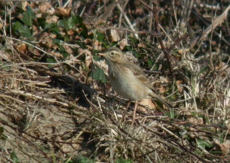 Richard's Pipit Pulias 5Mar10 a.JPG
