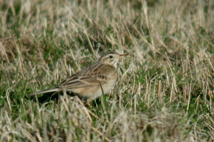 Richard's Pipit Pulias 15Mar10 a.JPG