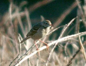 Richard's%20Pipit%20Pulias%203.jpg