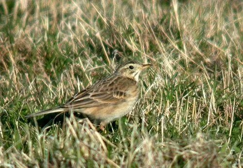 Richard's%20Pipit%20Pulias%2015Mar10%20a%20small.jpg