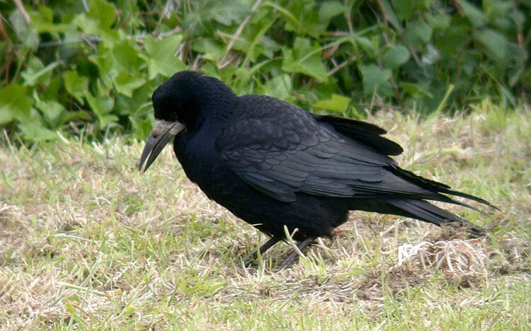 Rook MontHerault 16May10 c ps.jpg