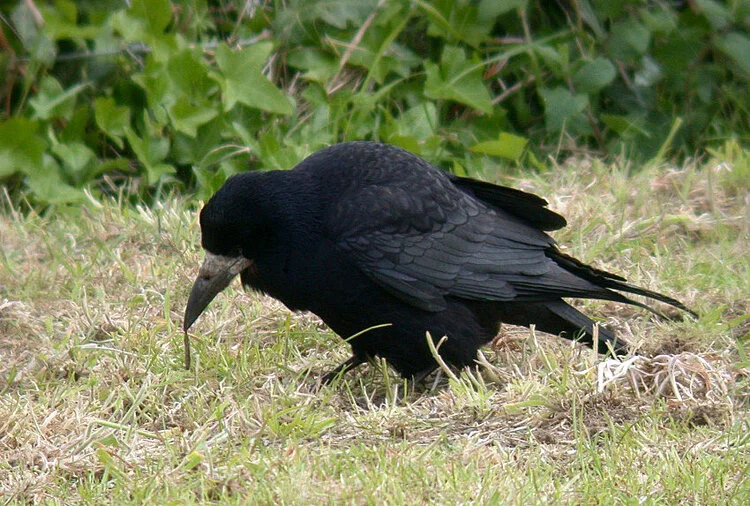 Rook MontHerault 16May10 d ps.jpg