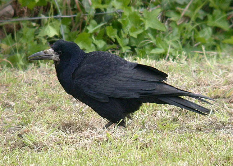 Rook MontHerault 16May10 e ps.jpg