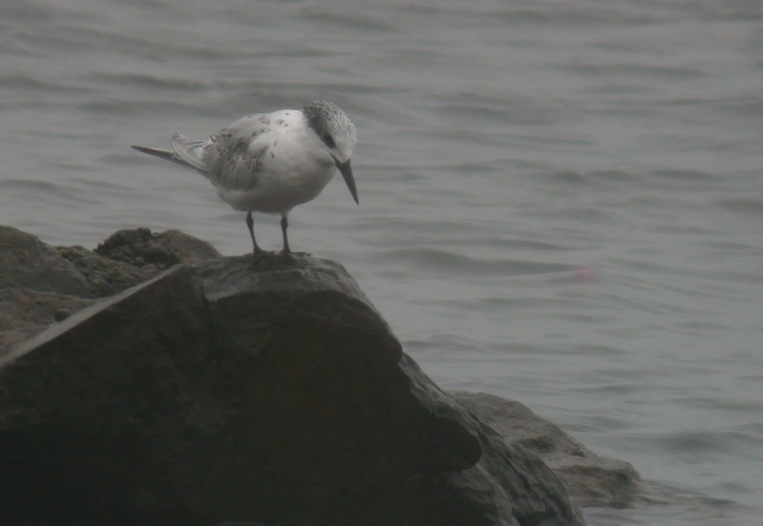 Sandwich Tern Vazon 17Aug10.JPG