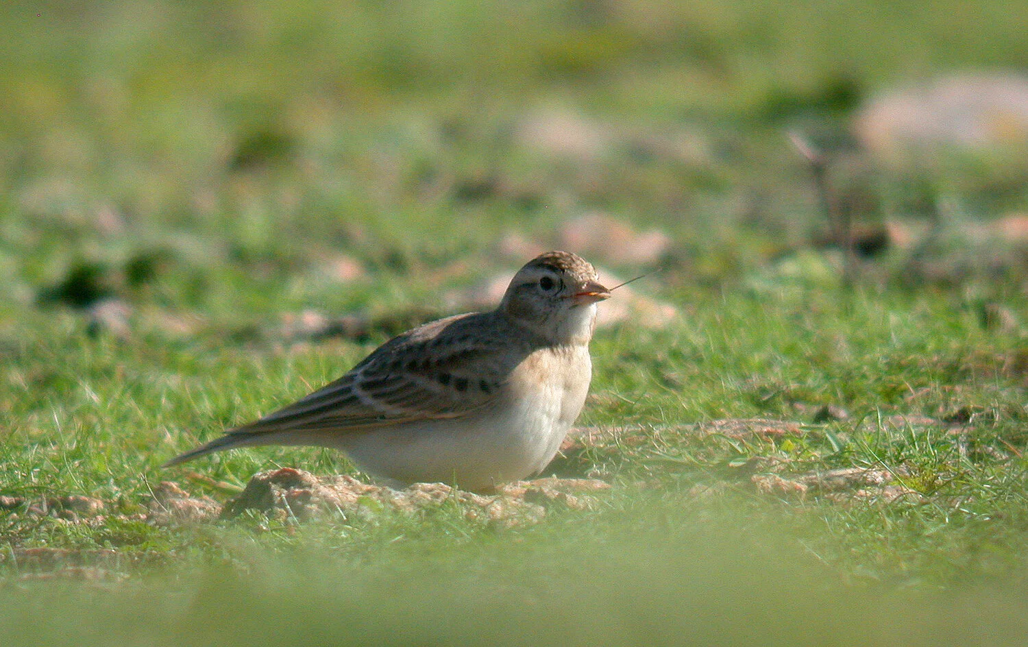 Short-toed Lark FtHommet 6Oct10 a ps.jpg