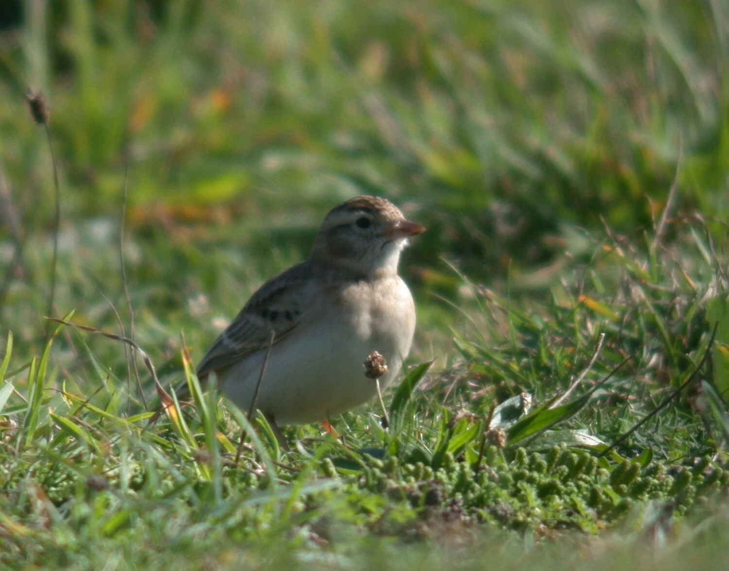 Short-toed Lark FtHommet 6Oct10 c.JPG