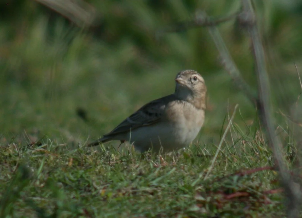 Short-toed Lark FtHommet 6Oct10 g.JPG