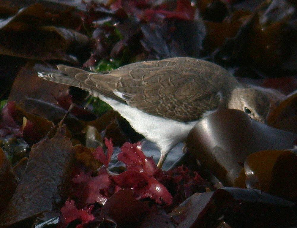 Spommon Sandpiper Pulias 3Oct10 b.JPG