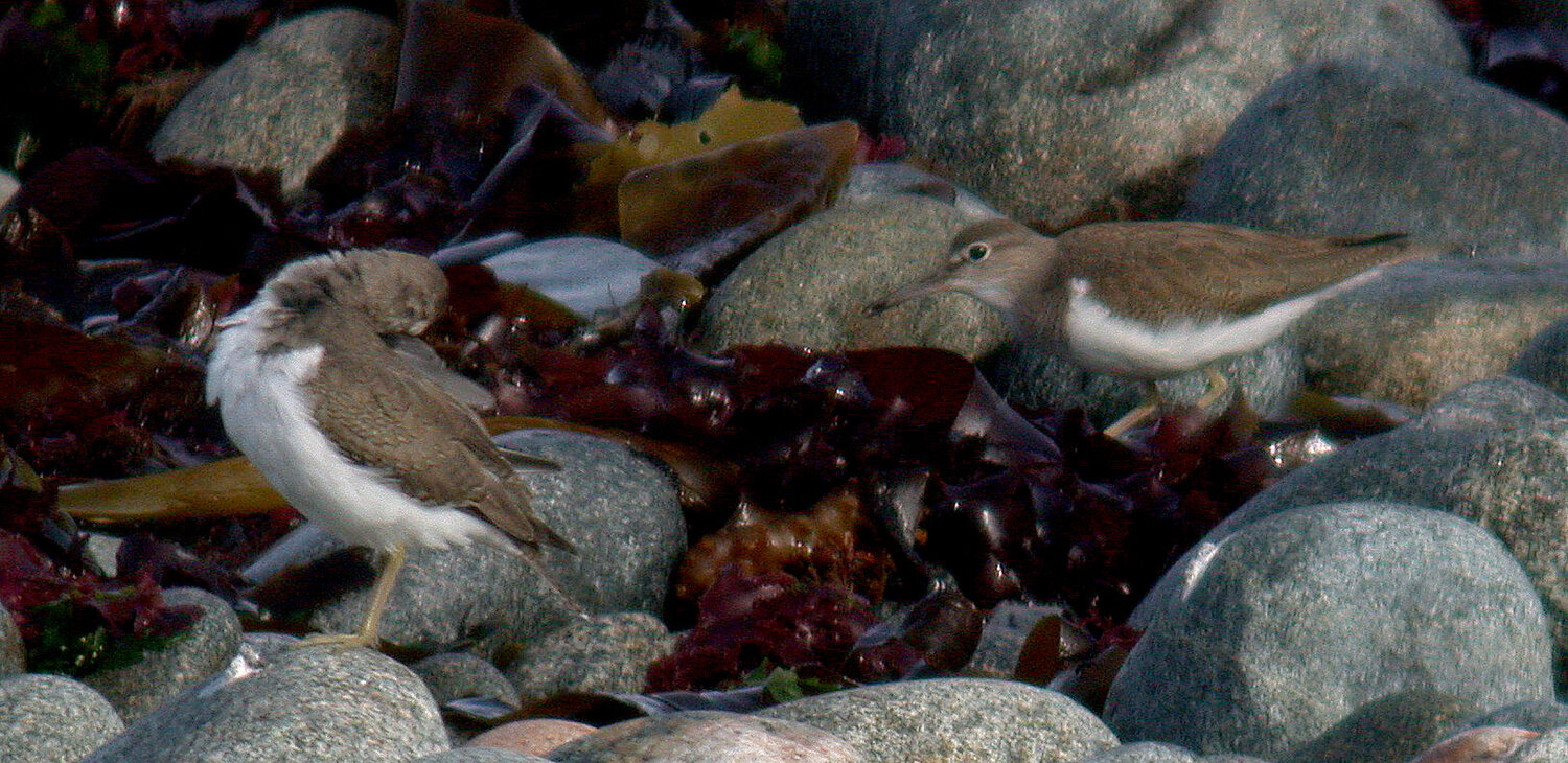 Spommon Sandpiper Pulias 3Oct10 c.JPG