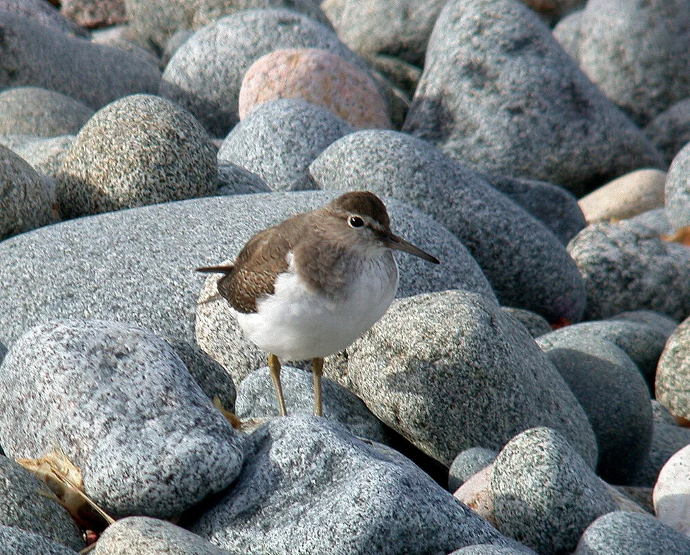Spommon Sandpiper Pulias 3Oct10 d.JPG