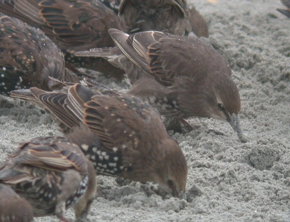 Starlings Vazon 17Aug10 a.JPG