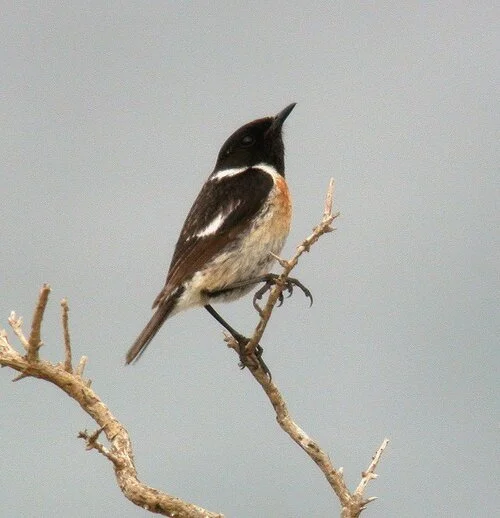 Stonechat Plein 16May10 a ps.jpg