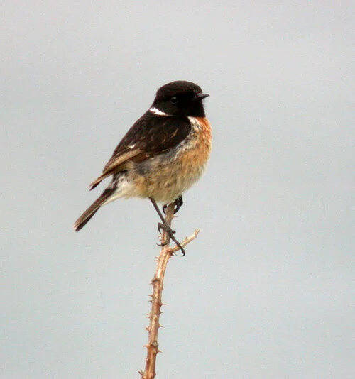 Stonechat Plein 16May10 b ps.jpg