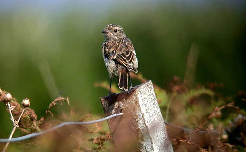 Stonechat Plein 31Aug10.JPG