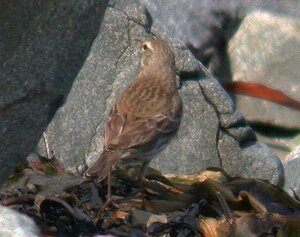 Water%20Pipit%20FLC%2016Mar10%20b.jpg