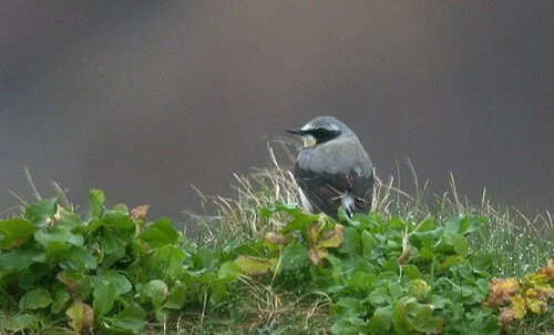 Wheatear%20FtHom%2019Mar10.jpg