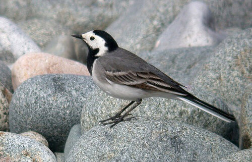 White%20Wagtail%20Pulias%2021Apr10%20a.jpg