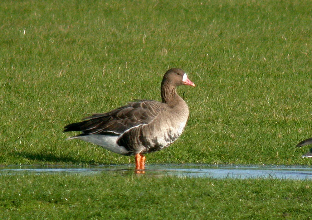 White-fronted Goose Old Aero 3Dec10 a ps.jpg