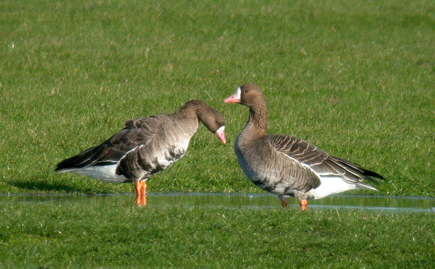 White-fronted Goose Old Aero 3Dec10 b ps.jpg