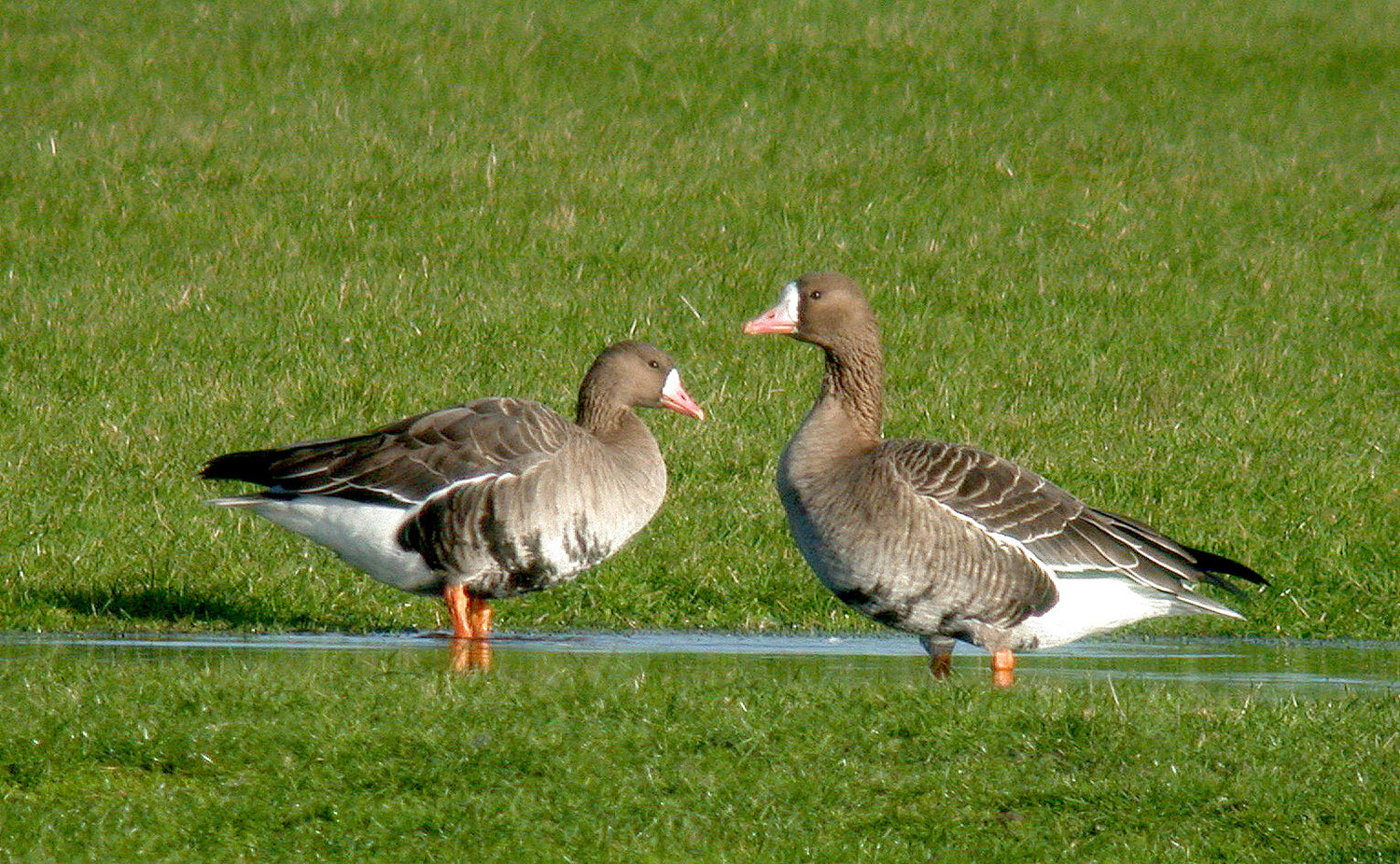 White-fronted Goose Old Aero 3Dec10 d ps.jpg