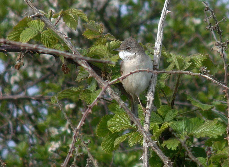 Whitethroat Plein 16May10 a ps.jpg